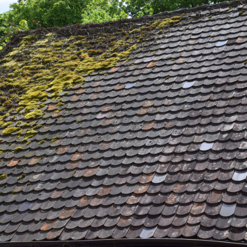 Roof Algae
